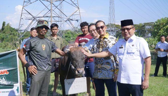 Cirebon Power Salurkan 56 Hewan Kurban, Berbagi Kebaikan di Hari Raya Idul Adha 1446 H