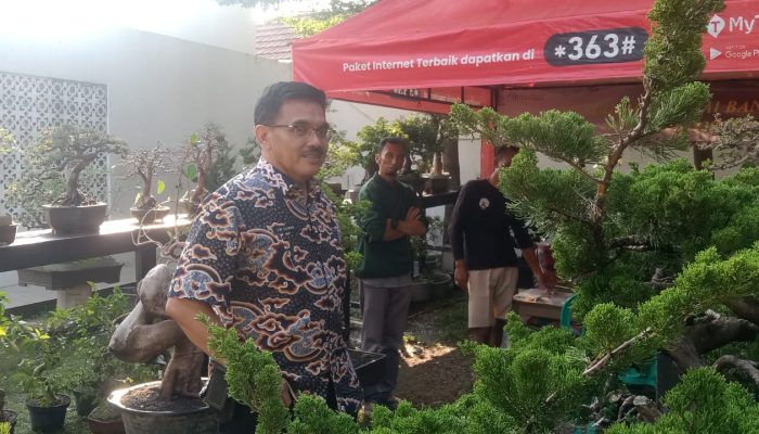 Festival Bonsai Meramaikan Acara HUT Kota Cirebon ke 598, Menjadi Magnet Bagi Pengunjung dan Pencinta Bonsai