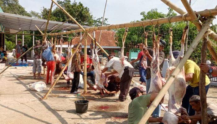 Jumlah Hewan Qurban di Banjarkedaton Melonjak Seiring Dengan Kemampuan Ekonomi Masyarakat Meningkat