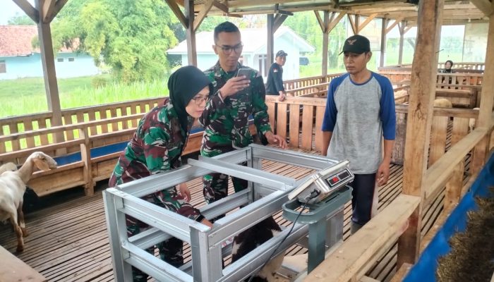 Danlanud SKI Laksanakan Penimbangan Domba Guna Pantau Pertumbuhan Ternak