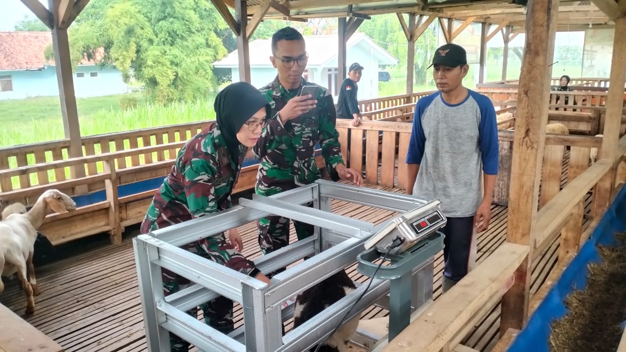 GemaMadani.com Danlanud SKI Laksanakan Penimbangan Domba Guna Pantau Pertumbuhan Ternak
