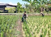 Babinsa Kelurahan Pegambiran Dampingi Poktan Sirandu Jaya dalam Pembersihan Sawah