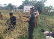 Babinsa Bersama Dinas Pertanian Dampingi Poktan Jayamulya Panen Padi di Kelurahan Karyamulya
