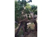 Pohon Kelengkeng Berusia 400 Tahun di Goa Sunyaragi Cirebon Roboh Diterjang Angin