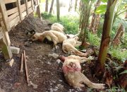 Dicurigai Diterkam Macan Tutul Warga Kuningan Resah Puluhan Kambing Mati