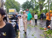 Polsek Lemahwungkuk Bergerak Cepat Evakuasi Pohon Tumbang yang Timpa Warung di Jalan Kalijaga