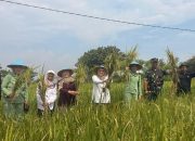 Wakil Wali Kota Cirebon Meninjau Langsung Penyerapan Gabah Petani Larangan