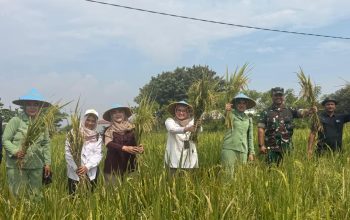 Wakil Wali Kota Cirebon Meninjau Langsung Penyerapan Gabah Petani Larangan