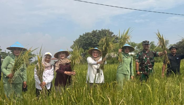 Wakil Wali Kota Cirebon Meninjau Langsung Penyerapan Gabah Petani Larangan