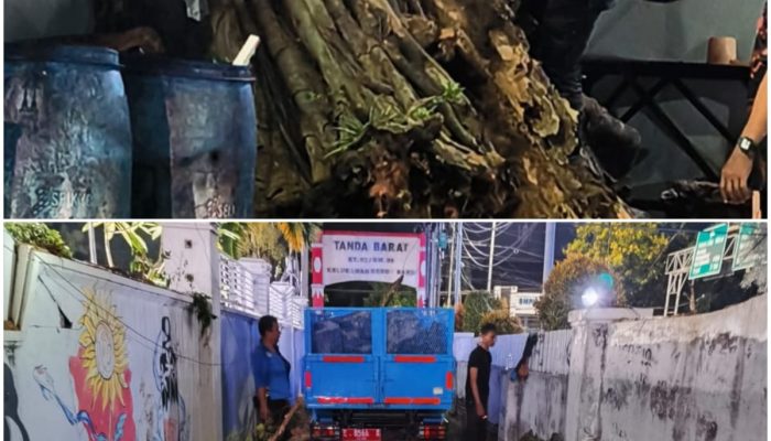 Pohon Beringin di Halaman Rumah Dinas Wali Kota Cirebon Roboh