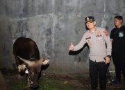 Kapolres Cirebon Kota Melakukan Pengecekan Sapi Kurban dari Kapolri