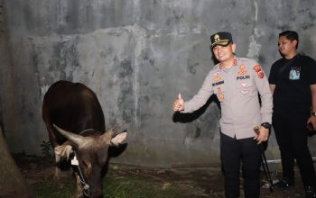 Kapolres Cirebon Kota Melakukan Pengecekan Sapi Kurban dari Kapolri