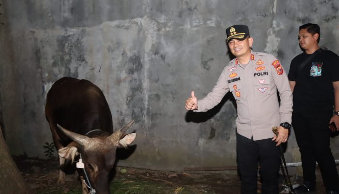 Kapolres Cirebon Kota Melakukan Pengecekan Sapi Kurban dari Kapolri