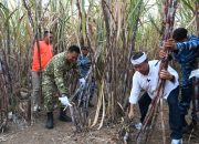 Panen Tebu Serentak Jadi Bukti Sinergi TNI dan Pemerintah dalam Mewujudkan Swasembada Pangan Nasional