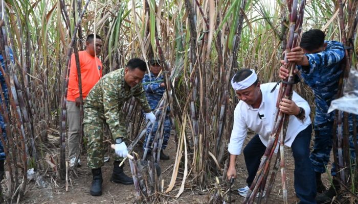 Panen Tebu Serentak Jadi Bukti Sinergi TNI dan Pemerintah dalam Mewujudkan Swasembada Pangan Nasional