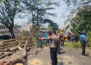 Polres Cirebon Kota dan Polsek Cepat Tangani Korban Pohon Tumbang di Jembatan Sukalila