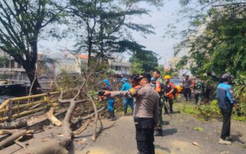 Polres Cirebon Kota dan Polsek Cepat Tangani Korban Pohon Tumbang di Jembatan Sukalila